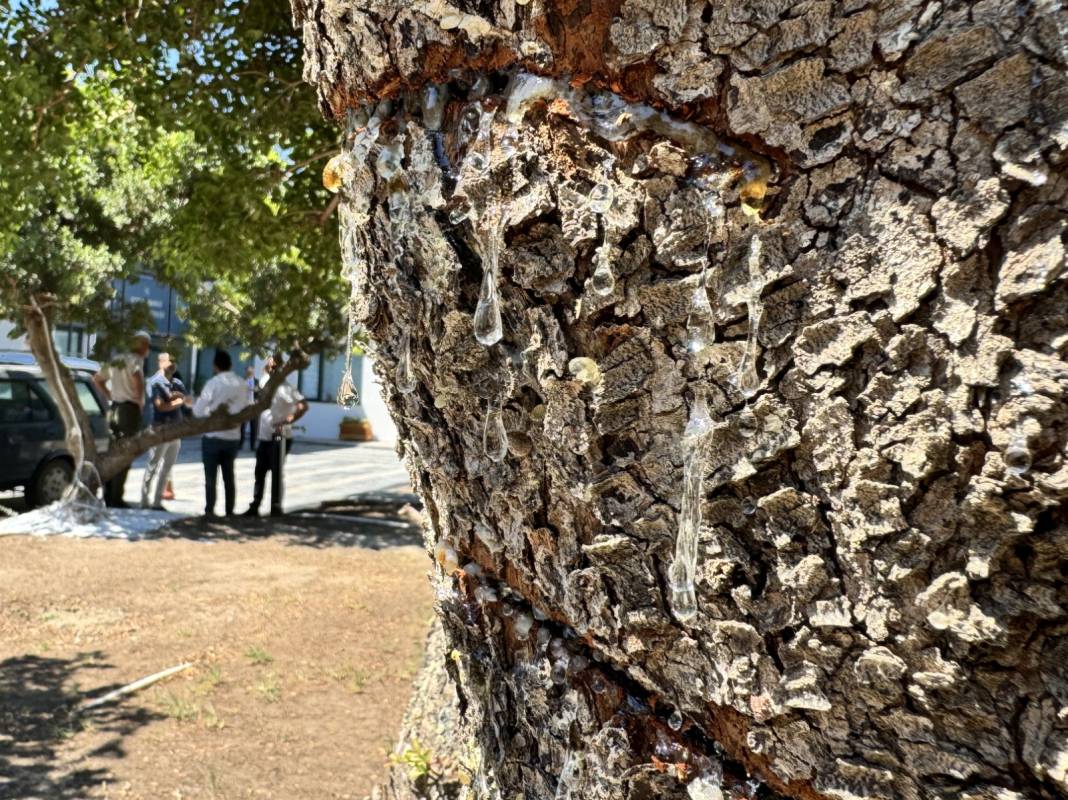 60 bin fidandan 200-250 kilogram ürün toplandı: Mideye, ağız yaralarına iyi geliyor 5